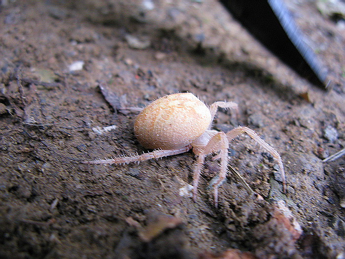 Araneus sp.